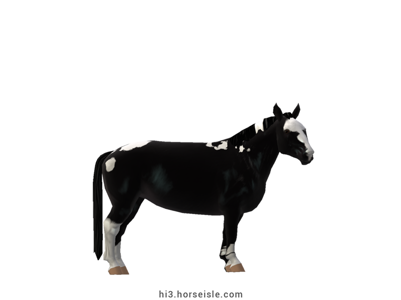 Cow-pony Holstein Coal Black Tobiano Coat